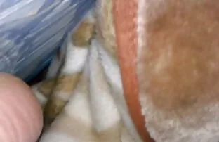 XXX хентай сводная сестра доминирование verificado Broche Hentai mia pickup para a filme de pornô selvagem celebridade fren